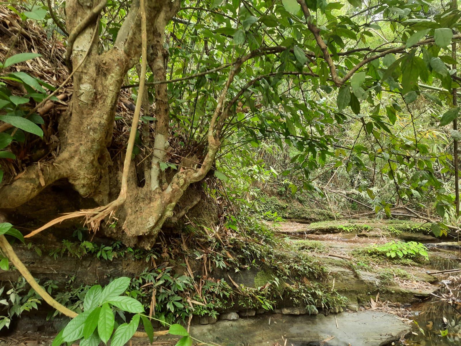 Roots and river — stillness at the edge. - Turangsora, Sylhet